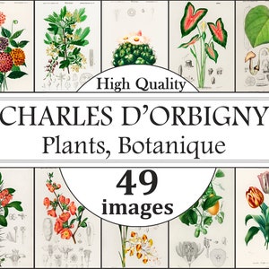 Charles D’Orbigny Pflanzen, Blumen, Kräuter, Bäume Poster Set, Pflanzen Karte Druck, Kräuter Karte Druck, Blumen Prints, Botanische Wand Kunst Drucke