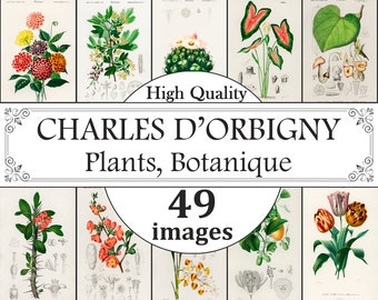 Charles D'Orbigny Plantas, Flores, Hierbas, Conjunto de carteles de árboles, Impresión de gráficos de plantas, Impresión de gráficos de hierbas, Estampados de flores, Impresiones de arte de pared botánica