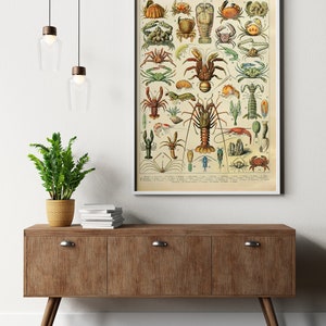 Puede incluir: Una impresi&oacute;n vintage enmarcada titulada "CRUSTAC&Eacute;S" con ilustraciones detalladas de varios crust&aacute;ceos en tonos marrones, verdes y naranjas. La impresi&oacute;n se exhibe en un mueble de madera con una planta y objetos decorativos.