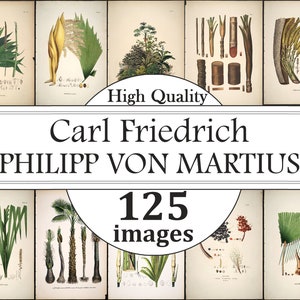 Puede incluir: Un collage de 125 ilustraciones botánicas de Carl Friedrich Philipp von Martius. Las imágenes presentan dibujos detallados de diversas plantas, incluyendo palmeras, flores y hojas. Las ilustraciones son de estilo vintage e impresas en tonos de verde, marrón y amarillo.