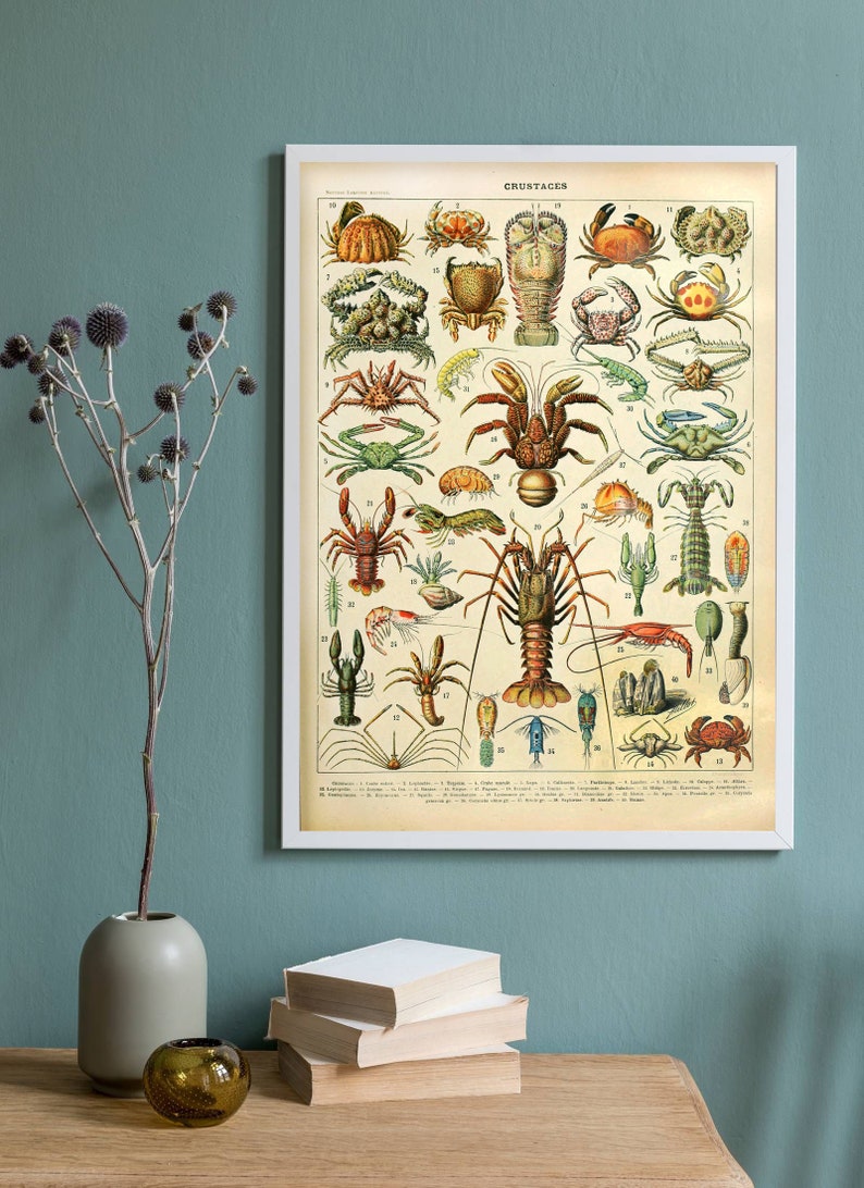 Puede incluir: Una impresi&oacute;n vintage enmarcada que presenta varios crust&aacute;ceos, incluyendo cangrejos, langostas y camarones, con ilustraciones detalladas en tonos rojos, verdes y marrones. La impresi&oacute;n est&aacute; etiquetada como "CRUSTACES" y se muestra en un marco blanco. La impresi&oacute;n mide aproximadamente 40 x 50 cm.