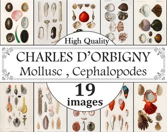 Póster de cefalópodos de moluscos de Charles D'Orbigny, Impresión de gráfico de vida oceánica, Impresiones de oceanografía, Póster de vida marina, Arte de pared de cefalópodos de moluscos