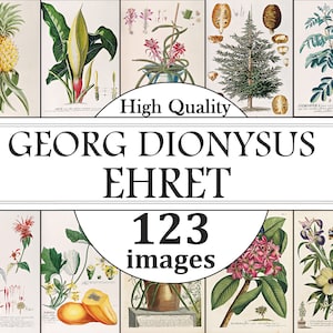 Georg Dionysus Ehret Pflanzen, Blumen, Kräuter, Bäume Poster Set, Pflanzendrucke, Kräuterdrucke, Blumendrucke, Baumdrucke, Botanische Wandkunst
