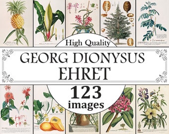 Georg Dionysus Ehret Plantas, Flores, Hierbas, Árboles Conjunto de carteles, Impresiones de plantas, Impresiones de hierbas, Impresiones de flores, Impresiones de árboles, Arte de pared botánico