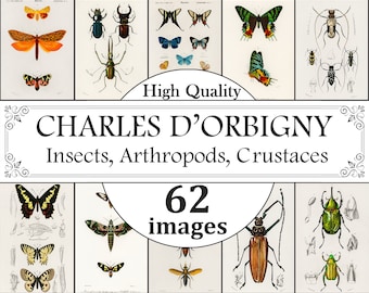 Conjunto de carteles de mariposas, insectos y artrópodos de Charles D'Orbigny, Impresiones de mariposas, Impresiones de insectos, Impresiones de artrópodos, Pósters de entomología