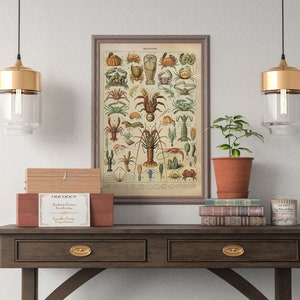 Puede incluir: Una impresi&oacute;n vintage enmarcada de varios crust&aacute;ceos, incluidos cangrejos y langostas, en tonos rojos, verdes y marrones. La impresi&oacute;n se exhibe sobre una mesa de madera oscura con una peque&ntilde;a planta, libros y cajas decorativas. Dos l&aacute;mparas colgantes doradas y de cristal cuelgan encima.