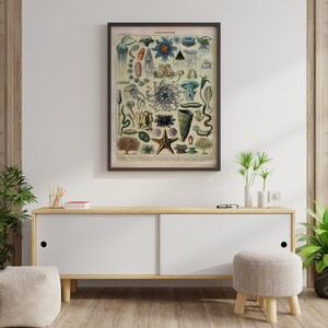 May include: A vintage illustration of various sea creatures, including jellyfish, starfish, and sea anemones. The illustration is in a black frame and is hanging on a white wall above a wooden cabinet.