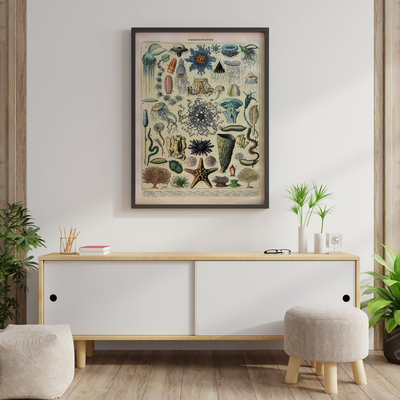 May include: A vintage illustration of various sea creatures, including jellyfish, starfish, and sea anemones. The illustration is in a black frame and is hanging on a white wall above a wooden cabinet.