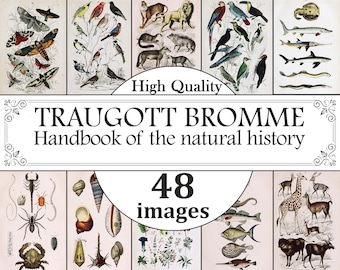 Traugott Bromme Vintage Animal Prints, Vintage Animal Poster Art, Arte botánico de la pared, Animales, Plantas, Flores, Hierbas, Árboles Poster Art Set