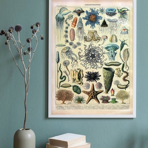May include: A vintage illustrated chart of oceanography featuring various sea creatures, including jellyfish, starfish, sea anemones, and corals. The chart is titled "OCEANOGRAPHIE" and includes German text.