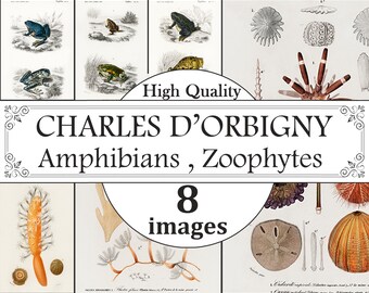 Conjunto de carteles de anfibios zoofitos de Charles D'Orbigny, impresión de gráficos de zoofitos, impresión de gráficos de anfibios, cartel de anfibios, oceanografía, taxonomía