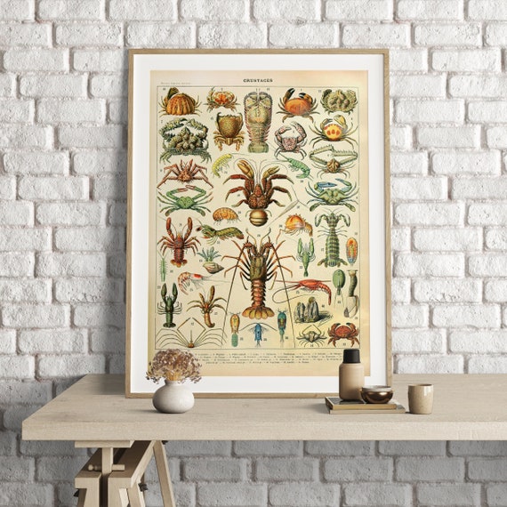 Adolphe Millot Prints, Vintage Shellfish Poster, Vintage Shellfish Print, Wall Art Print, Vintage Crustaces Illustrations, Sea Life Decor