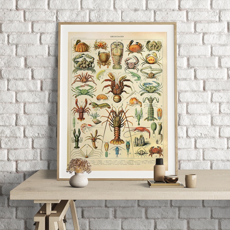 Puede incluir: Una impresi&oacute;n vintage enmarcada titulada "Crustac&eacute;s" con ilustraciones detalladas de varios crust&aacute;ceos en tonos marr&oacute;n, verde y rojo. La impresi&oacute;n se exhibe sobre una mesa de madera clara contra una pared de ladrillos blancos.