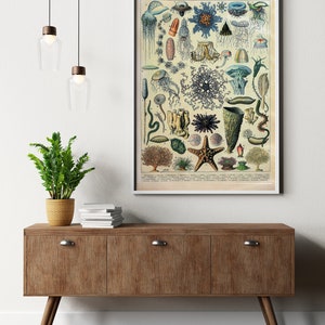 May include: Vintage illustration of various sea creatures, including jellyfish, starfish, sea anemones, and corals. The illustration is in a muted color palette with shades of blue, green, and brown. The title "OCEANOGRAPHIE" is printed at the top of the illustration.