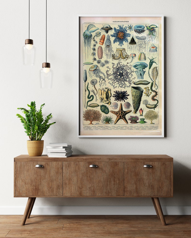 May include: Vintage illustration of various sea creatures, including jellyfish, starfish, sea anemones, and corals. The illustration is in a muted color palette with shades of blue, green, and brown. The title "OCEANOGRAPHIE" is printed at the top of the illustration.