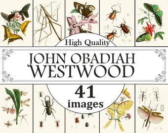 John Obadiah Westwood Mariposas, Insectos, Conjunto de carteles de artrópodos, Impresiones de mariposas, Impresiones de insectos, Impresiones de artrópodos, Carteles de entomología