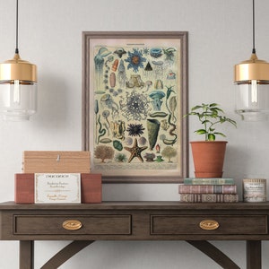 May include: A vintage illustration of various sea creatures, including jellyfish, starfish, and sea anemones, framed in a brown wood frame and hanging on a white wall above a wooden table with two drawers.