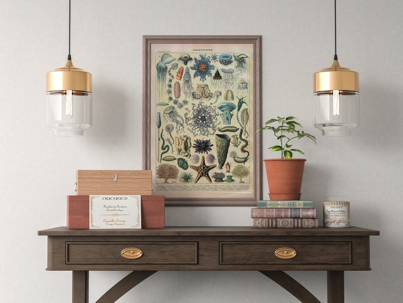 May include: A vintage illustration of various sea creatures, including jellyfish, starfish, and sea anemones, framed in a brown wood frame and hanging on a white wall above a wooden table with two drawers.