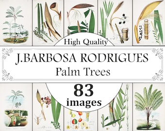 J.Barbarosa Rodrigues Impresiones de palmeras brasileñas, cartel de árboles vintage, historia brasileña de las palmeras, cartel de palmeras, impresiones botánicas