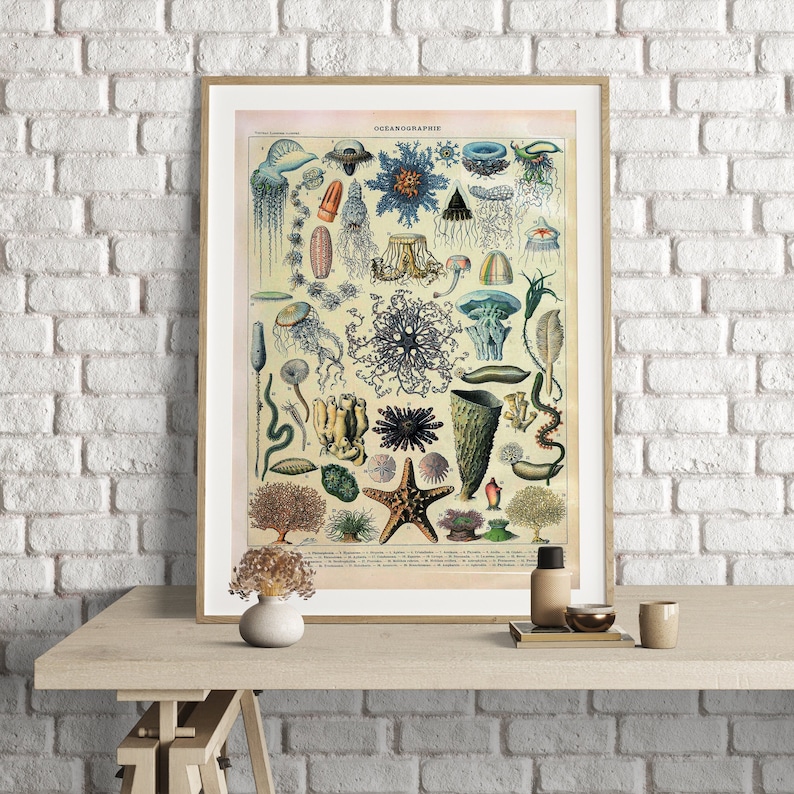 May include: A vintage illustration of various sea creatures, including jellyfish, starfish, and sea anemones. The illustration is in a muted color palette of blues, greens, and browns. The title "OCEANOGRAPHIE" is printed at the top of the illustration.