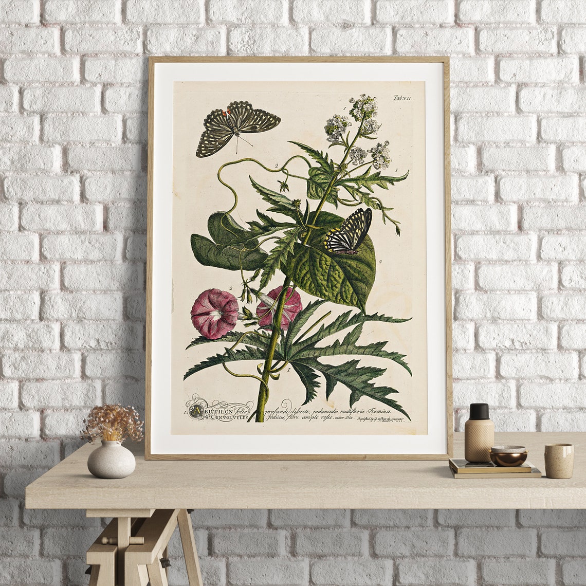 Georg Dionysus Ehret Plants Flowers Herbs Trees Poster Set Plant georg-dionysus-ehret-plants-flowers-herbs-trees-poster-set-plant