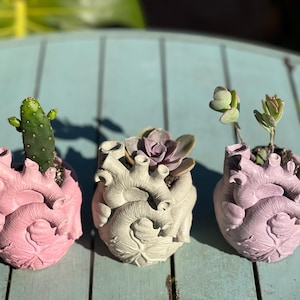 May include: Three heart-shaped planters, each holding a different succulent. The planters are painted in pink and gray. One planter holds a cactus. The planters are on a light blue wooden surface.