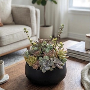 May include: A black, oval-shaped ceramic planter filled with a variety of succulents in shades of green, pink, and gray. The arrangement sits on a dark wooden coffee table, creating a natural, decorative centerpiece.