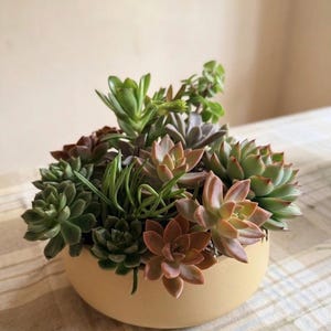 May include: A collection of assorted succulents in a round, pale yellow ceramic pot. The succulents display a variety of colors, including green, reddish-brown, and pale pink. The arrangement is a decorative plant display.