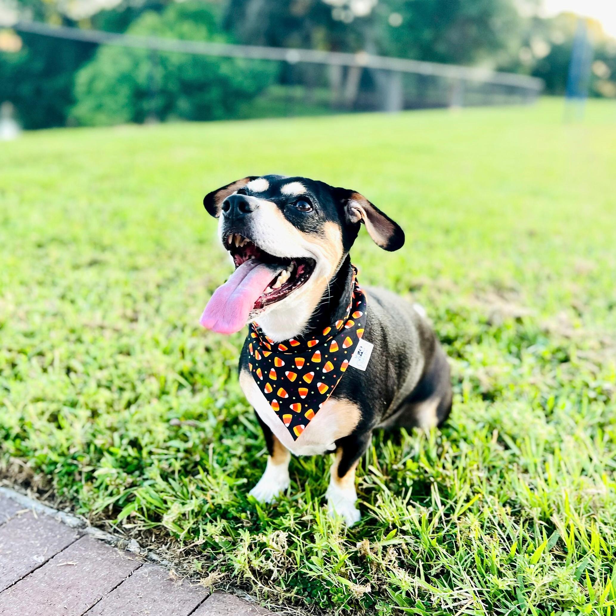 Halloween Pet Bandana/Candy Corn Bandana