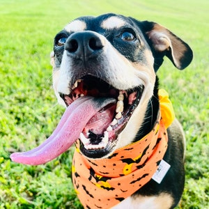 May include: A small black and white dog wearing an orange and black Halloween bandana with bats and moons printed on it. The dog has its tongue sticking out and is looking up.