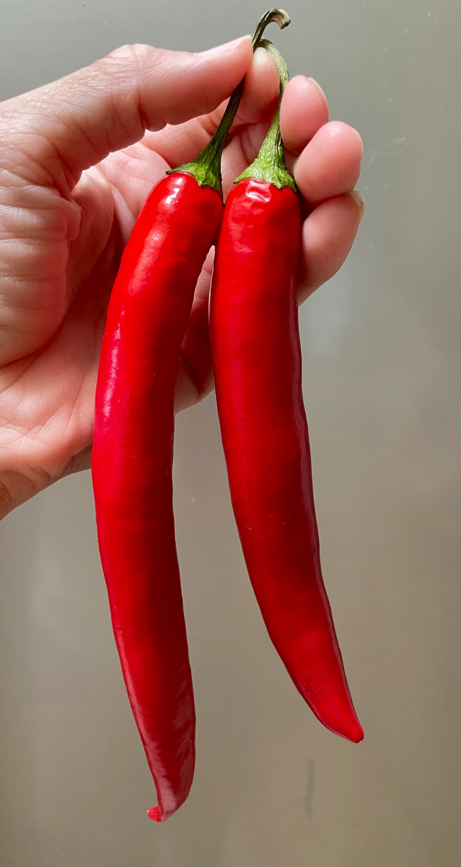 Gochu Pepper Seeds, Korean Kimchi Chili Pepper, Grown in USA , High