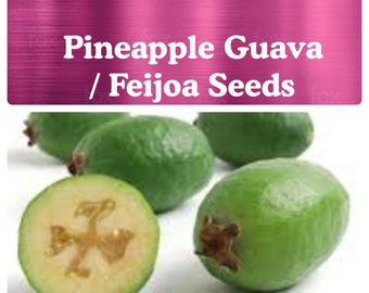 Pineapple Guava SEEDS / Feijoa Sellowiana SEEDS