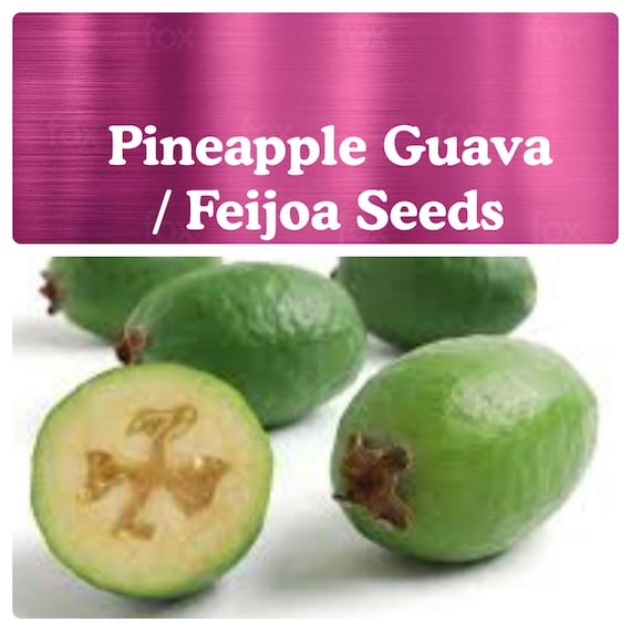 80 Graines De Feijoa Fraîches - Fruits Exotiques, à Planter Au Jardin Ou En Pot - 7