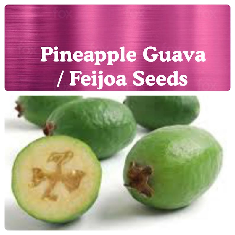 Pineapple Guava SEEDS / Feijoa Sellowiana SEEDS Etsy