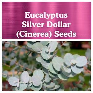 Silver Dollar / Cinerea Eucalyptus SEEDS (10-30 Seeds options)