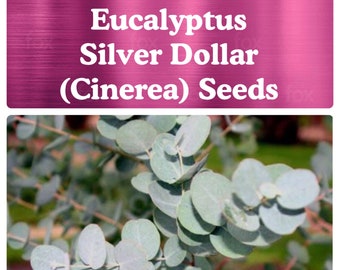 Silver Dollar / Cinerea Eucalyptus SEEDS (10-30 Seeds options)