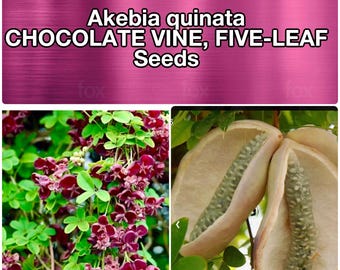 SEEDS - Akebia quinata / CHOCOLATE VINE five leaf
