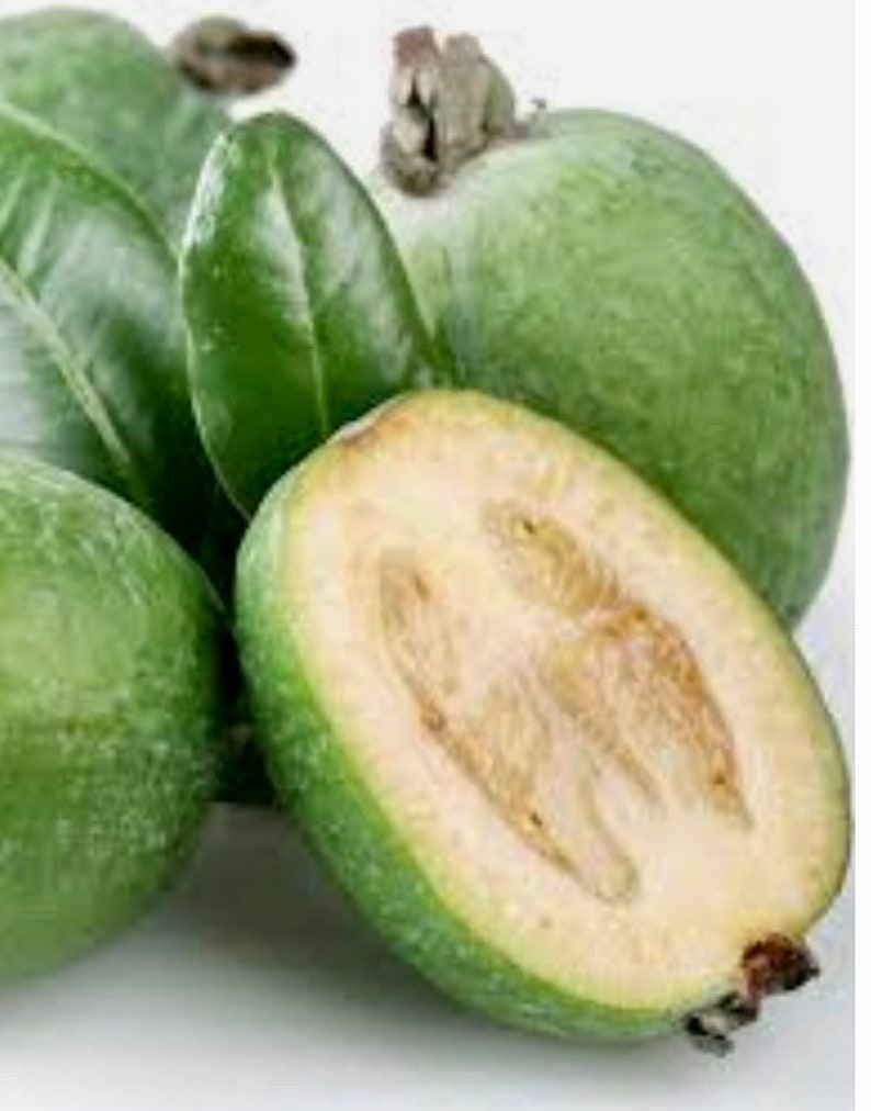 Pineapple Guava SEEDS / Feijoa Sellowiana SEEDS Etsy