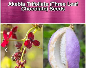 SEEDS - Akebia trifoliata / three leaf Akebia / three leaf CHOCOLATE vine.