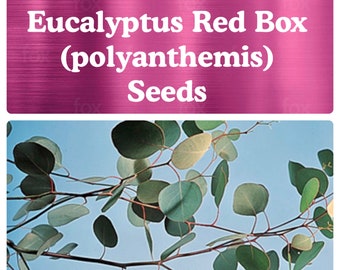 Polyanthemos / Red Box Eucalyptus SEEDS (10-30 Seeds options)