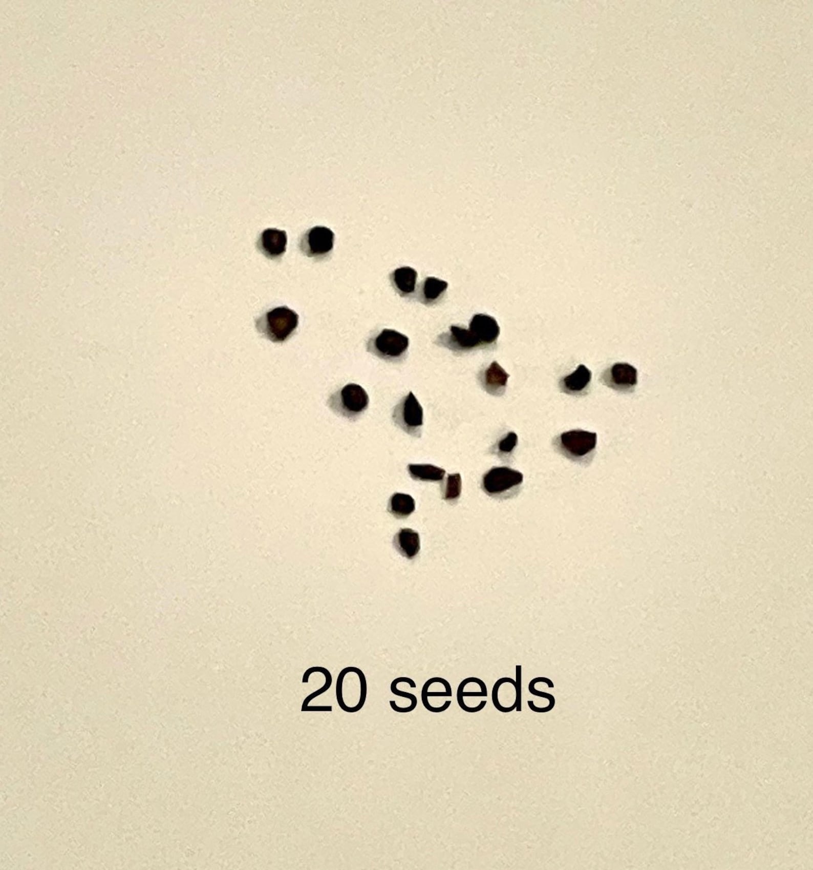 Dwarf Baby Blue Eucalyptus SEEDS / Dwarf Florist Blue Eucalyptus 1030