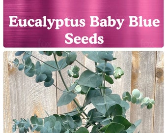 Eucalyptus Baby Blue / Pulverulenta / Silver Moutain Gum SEEDS