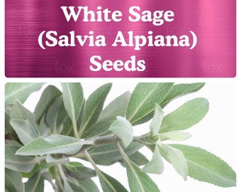 White Sage (Salvia Apiana) SEEDS