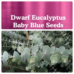 Dwarf Baby Blue Eucalyptus SEEDS / Dwarf Florist Blue Eucalyptus (10-30 Seeds options)