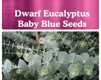 Dwarf Baby Blue Eucalyptus SEEDS / Dwarf Florist Blue Eucalyptus (10-30 Seeds options)