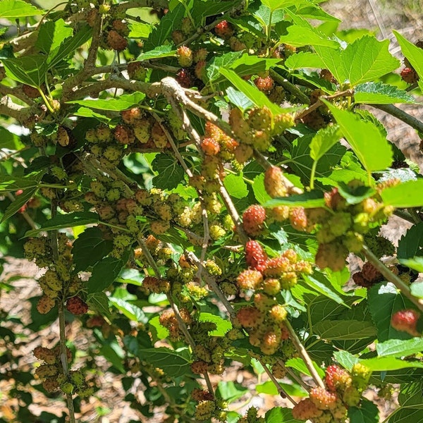 6 Mulberry tree Cuttings - Everbearing Mulberry - Live Mulberry - Fruit tree -