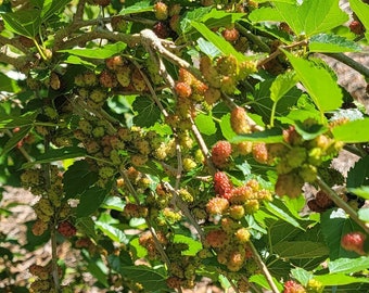6 Mulberry tree Cuttings - Everbearing Mulberry - Live Mulberry - Fruit tree -