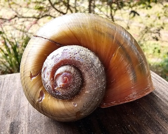 6 Apple Snail Shells