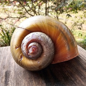 6 Apple Snail Shells