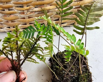 Tree Moss and Resurrection Fern Combo - Terrarium Moss - Tiny Tree Moss - Terrarium Vivarium Pondscape Fairy Garden live plants -